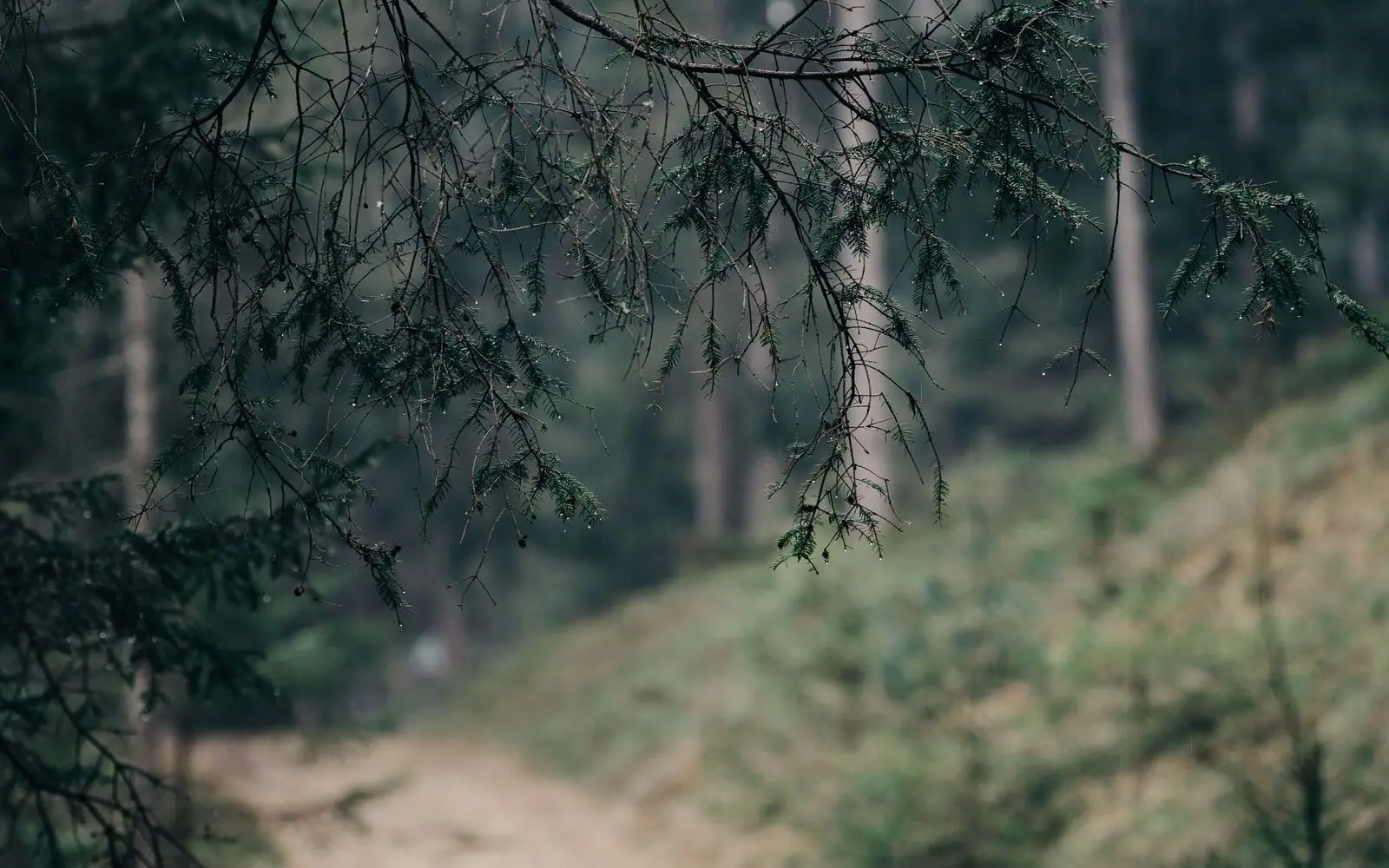 A misty forest trail with overhanging branches at first light