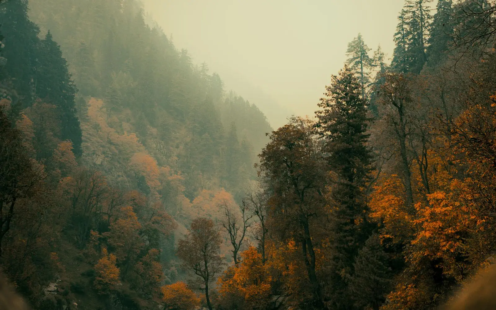 An autumn forest fading into misty mountains