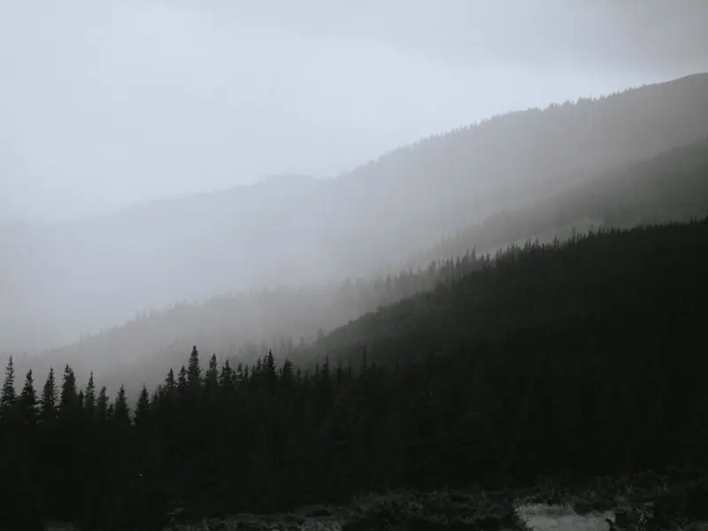 Foggy mountains above a quiet pine forest
